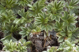 Image de Potentilla nitida L.