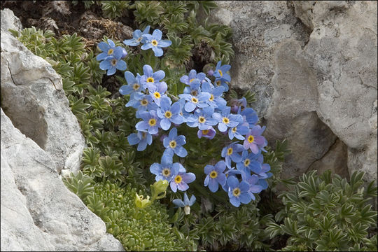 Imagem de Eritrichium nanum (L.) Gaudin