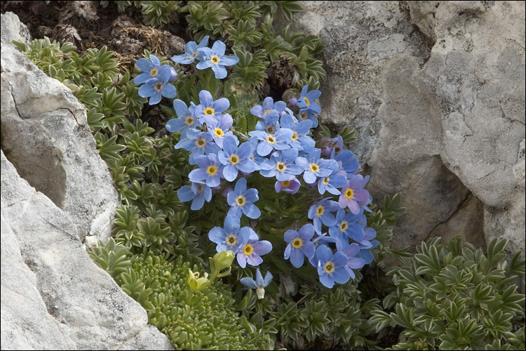 Imagem de Eritrichium nanum (L.) Gaudin