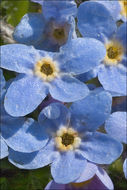 Image of arctic alpine forget-me-not