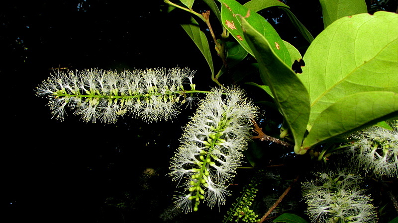 Image of sacky sac bean