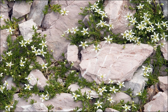 Слика од Moehringia ciliata (Scop.) Dalla Torre