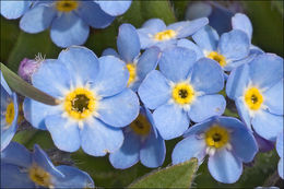 Image of Alpine forget-me-not