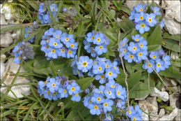 Image of Alpine forget-me-not