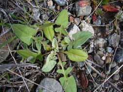 Centaurea solstitialis L. resmi