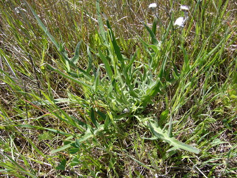 صورة Agoseris grandiflora (Nutt.) Greene