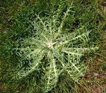 Image of red star-thistle