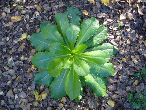 Image of bitter lettuce