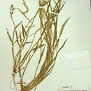 Eriochloa contracta Hitchc. resmi