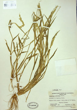 Eriochloa contracta Hitchc. resmi