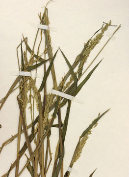 Imagem de Eriochloa contracta Hitchc.