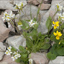 Viola biflora L. resmi