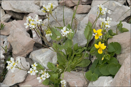 Viola biflora L. resmi