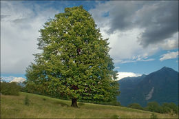 Image of Littleleaf Linden