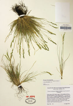 Image of alpine fescue