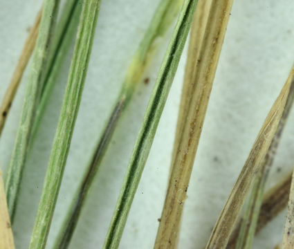 Image of alpine fescue