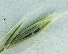 Image of Coast Fescue