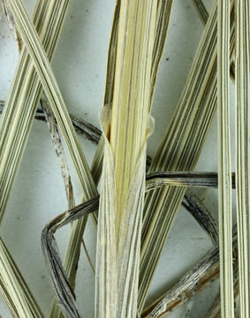 Image of spike fescue