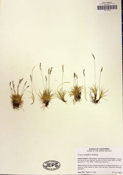 Image of smallflower fescue