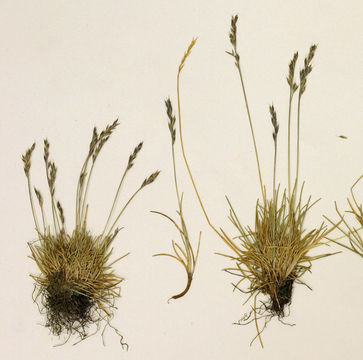 Image de Festuca minutiflora Rydb.