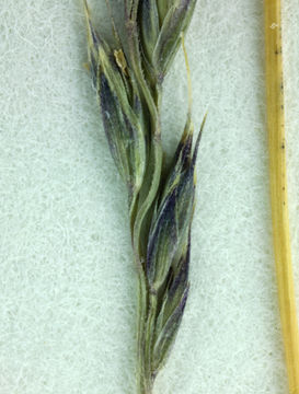 Image of smallflower fescue