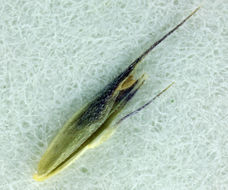 Image of smallflower fescue