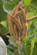 Image of licorice milkvetch