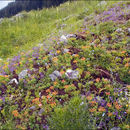 Image of Cypress Spurge