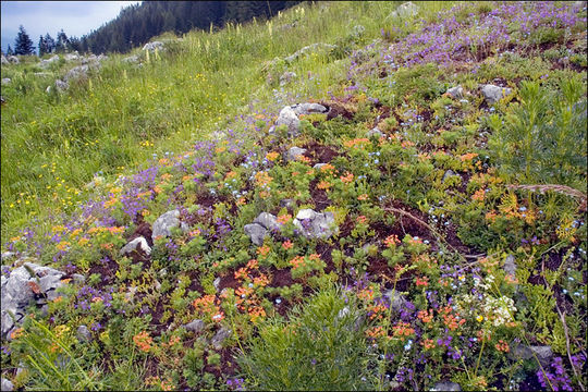 Image of Cypress Spurge