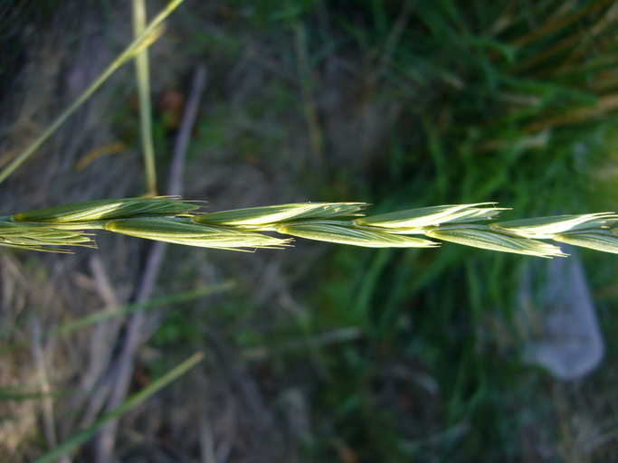Image of Western-Wheat Grass