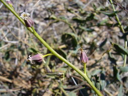 Слика од Streptanthus brachiatus F. W. Hoffm.