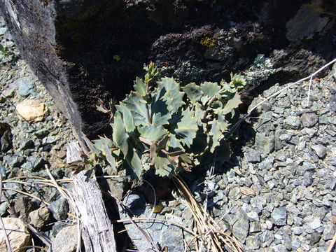 Sivun Streptanthus brachiatus F. W. Hoffm. kuva