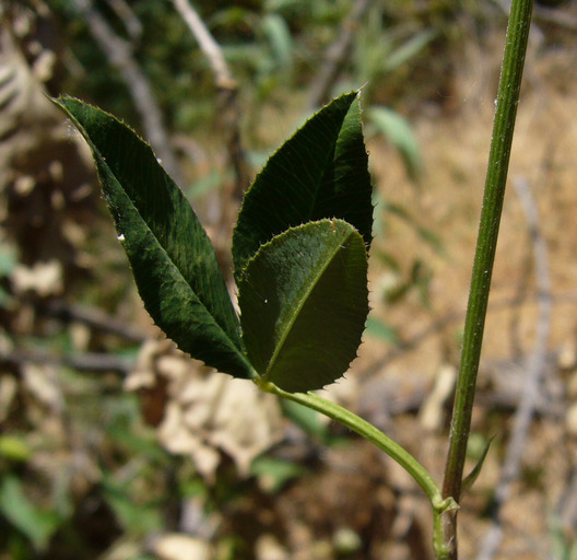 Image of arrowleaf clover