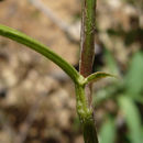 Sivun Trifolium vesiculosum Savi kuva