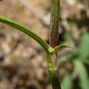 Image of arrowleaf clover