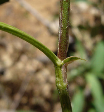 صورة Trifolium vesiculosum Savi