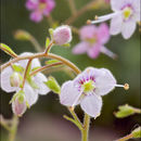 Sivun Veronica urticifolia Jacq. kuva