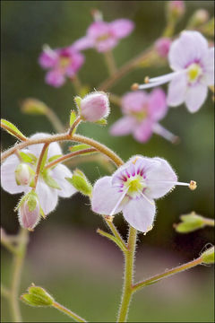 Image of Veronica urticifolia Jacq.