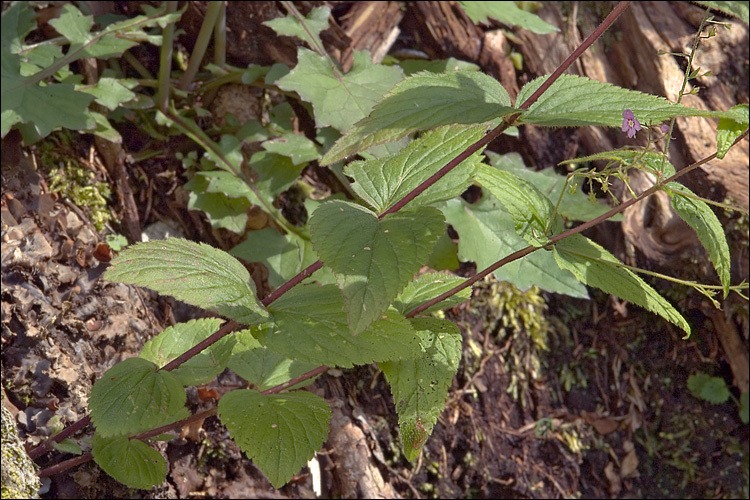 Image of Veronica urticifolia Jacq.