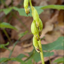 Image of Yellow coralroot