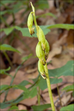 Image of Yellow coralroot