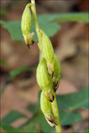 Image of Yellow coralroot