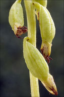 Image of Yellow coralroot