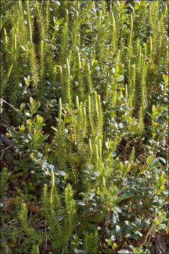 Imagem de <i>Lycopodium annotinum</i>