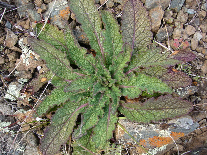 Image of moth mullein