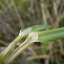 Image of bulbous canarygrass