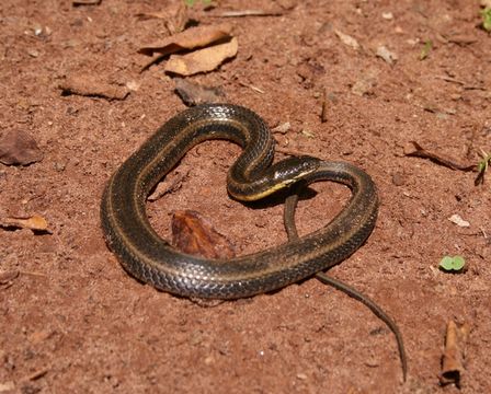 Image de Helicops infrataeniatus Jan 1865