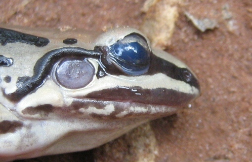 Image of Moustached frog