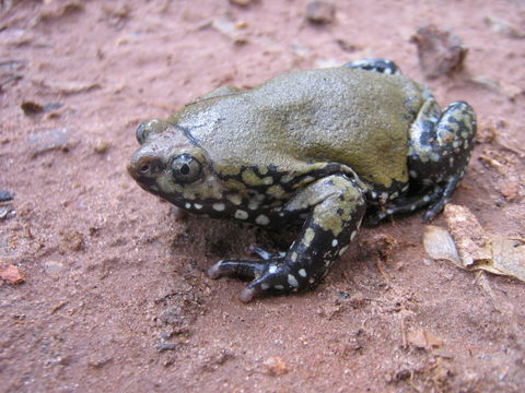 Image of Muller's Termite Frog