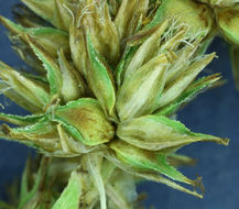 Image of clustered field sedge